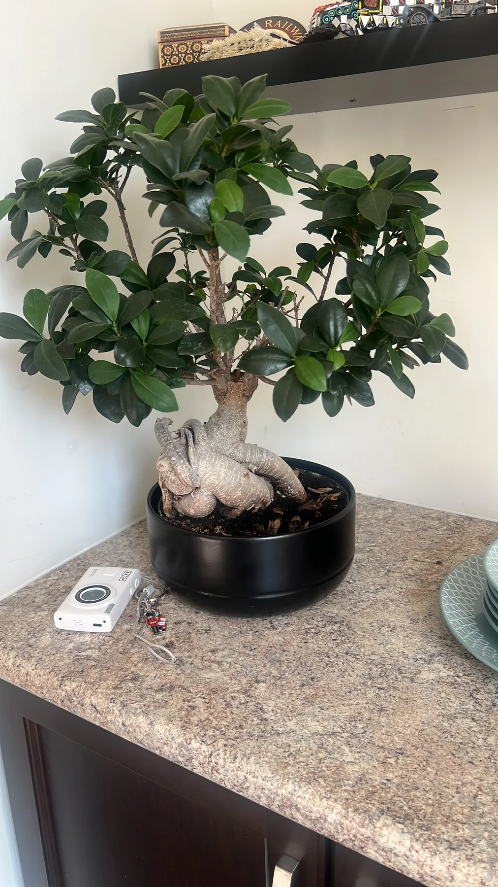 Plant and garden photograph 1