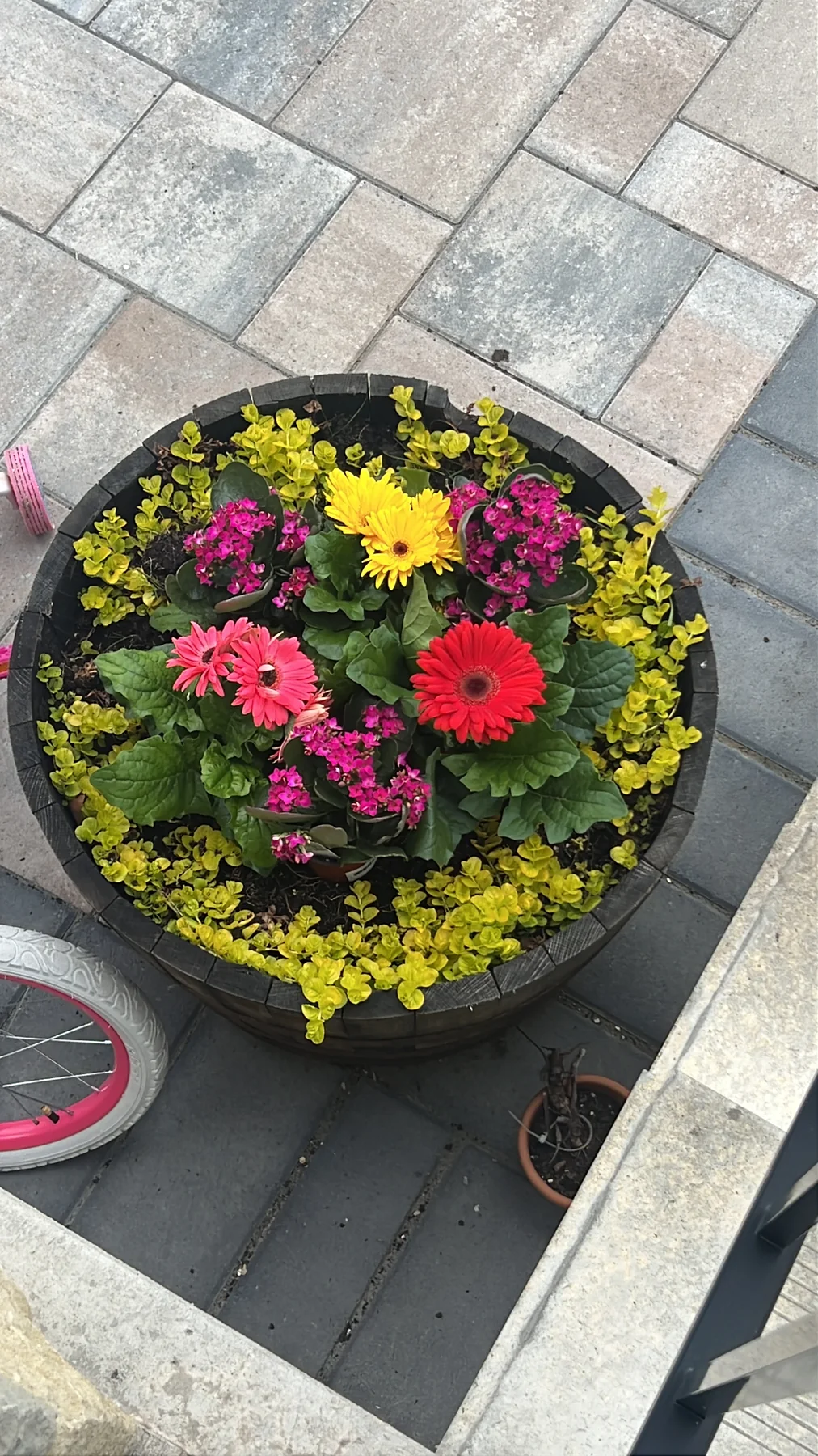 Plant and garden photograph 3