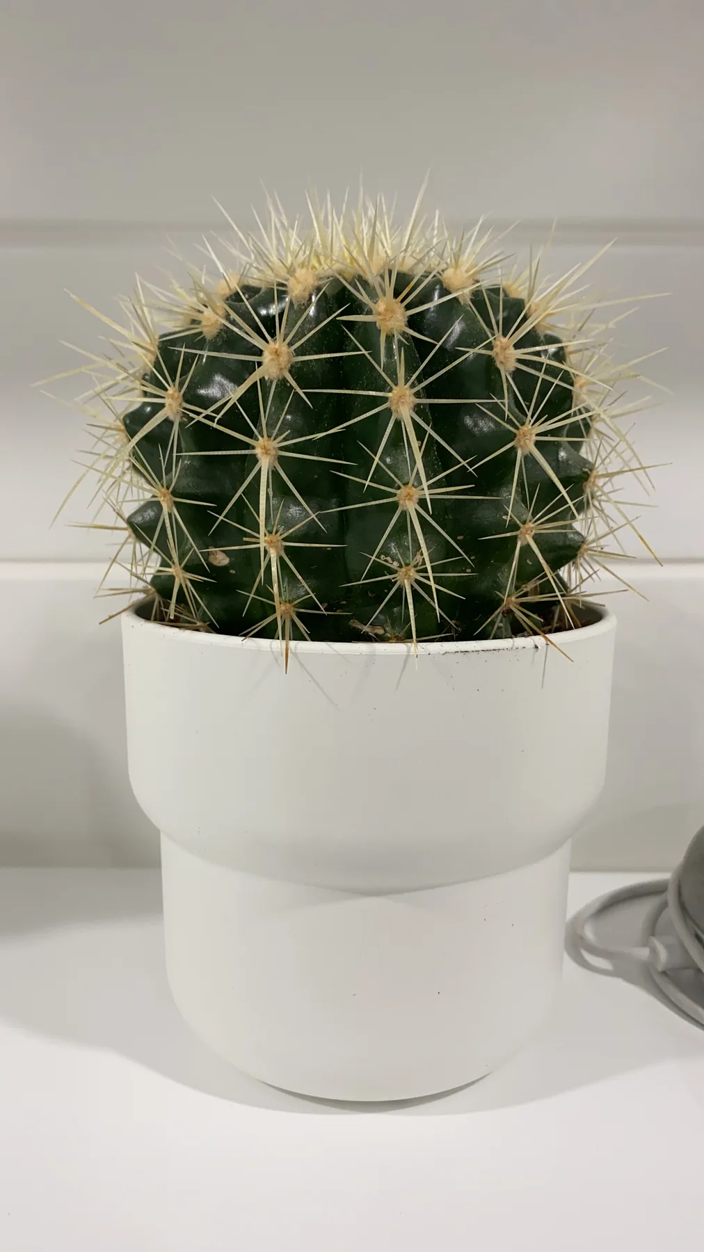 Plant and garden photograph 9