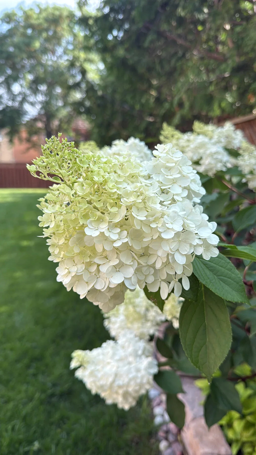 Plant and garden photograph 10