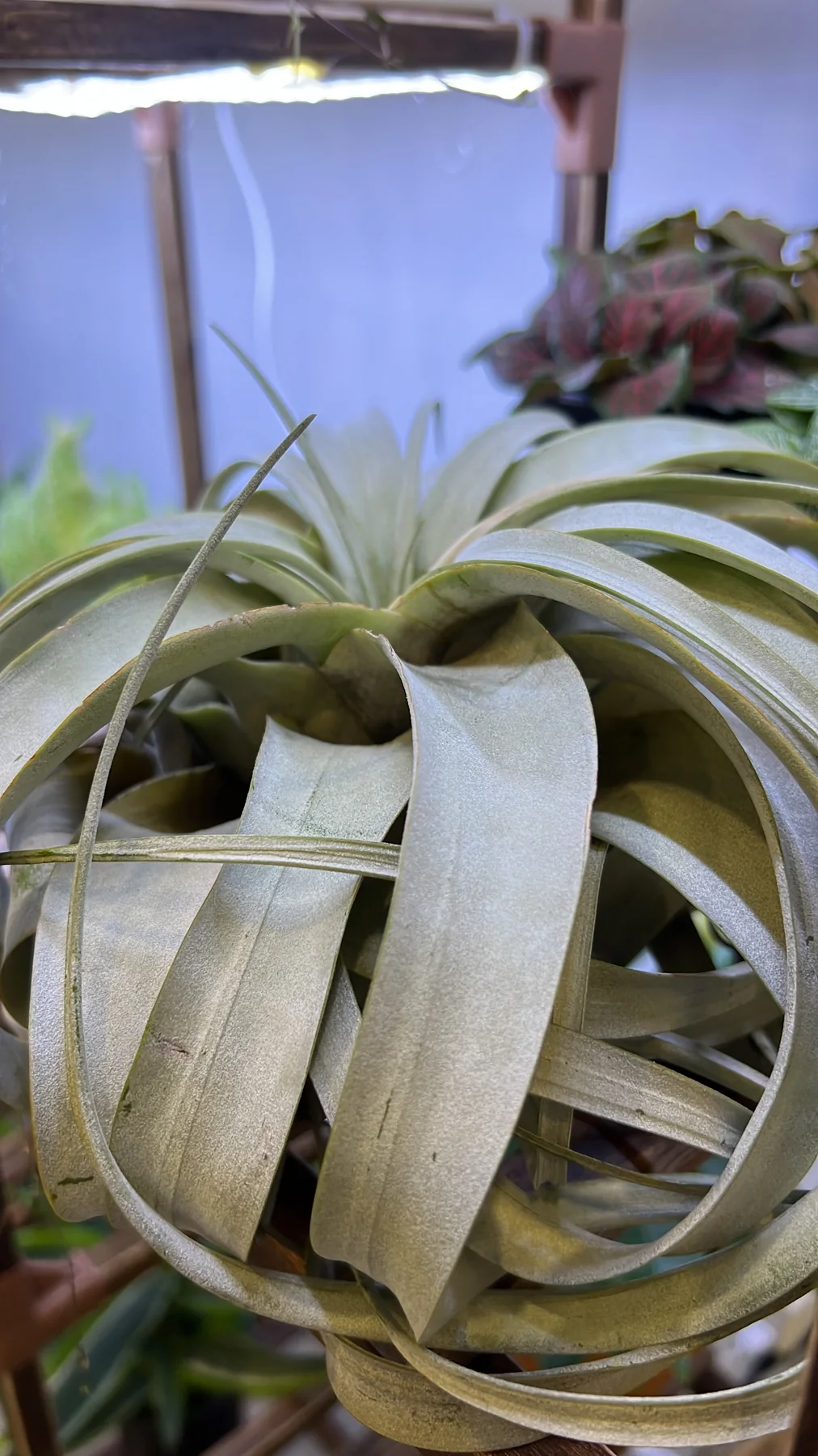 Plant and garden photograph 11