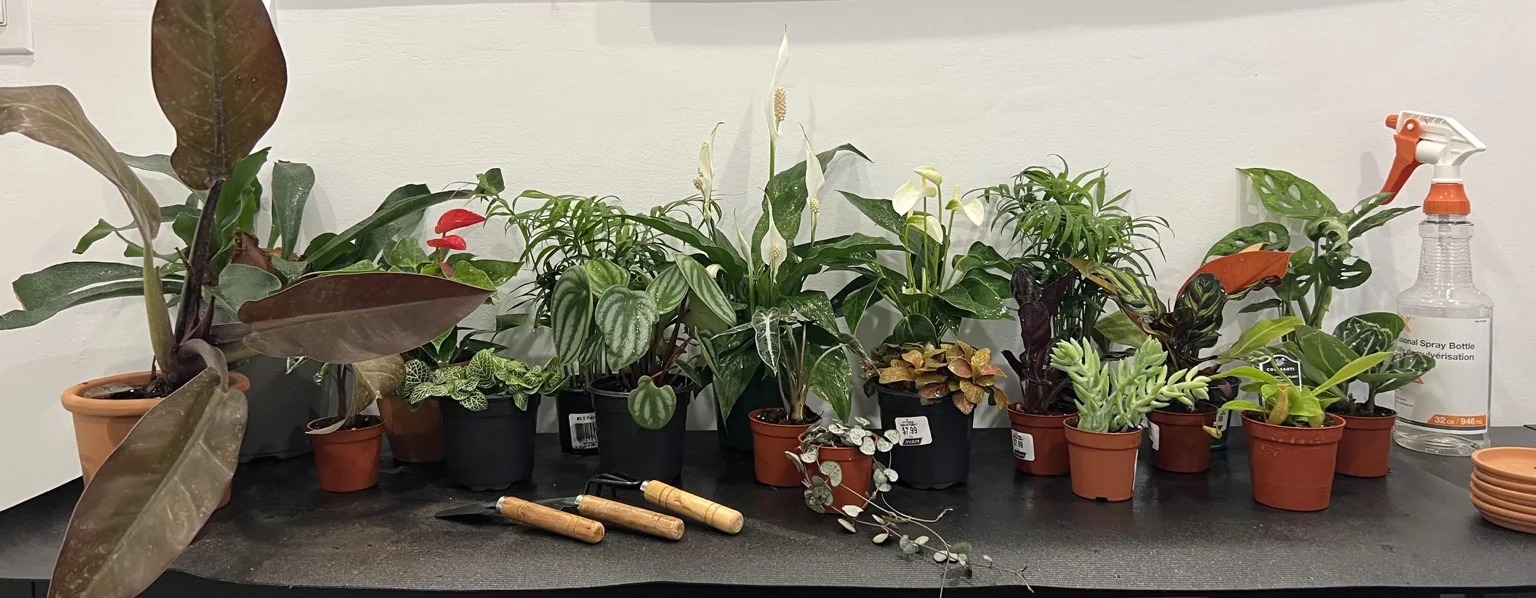 My houseplant collection