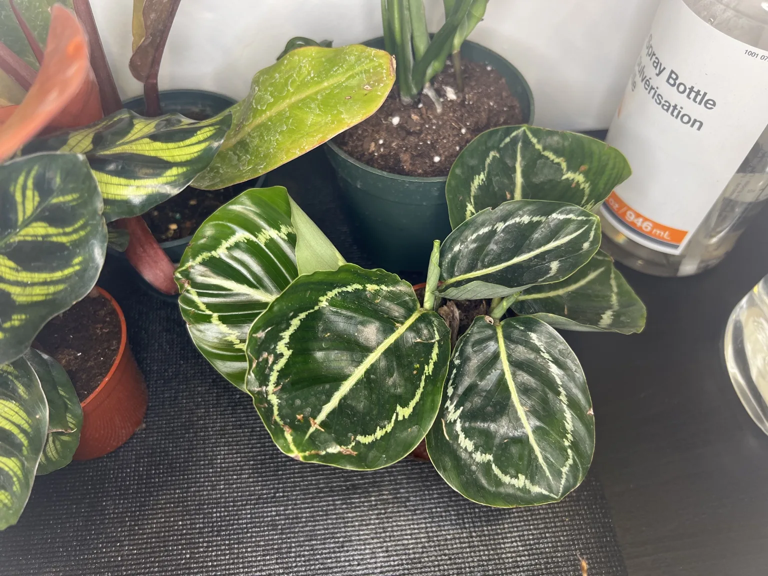 Variegated foliage