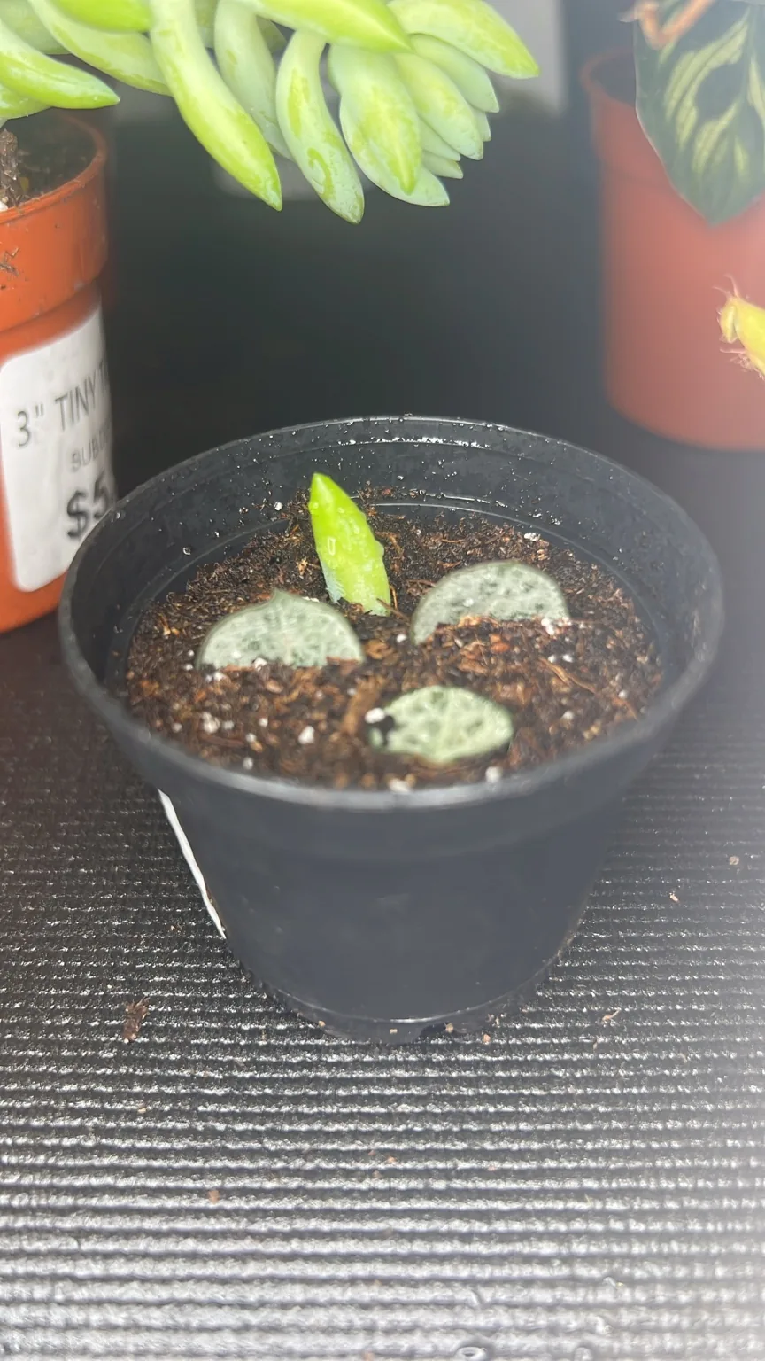 New growth