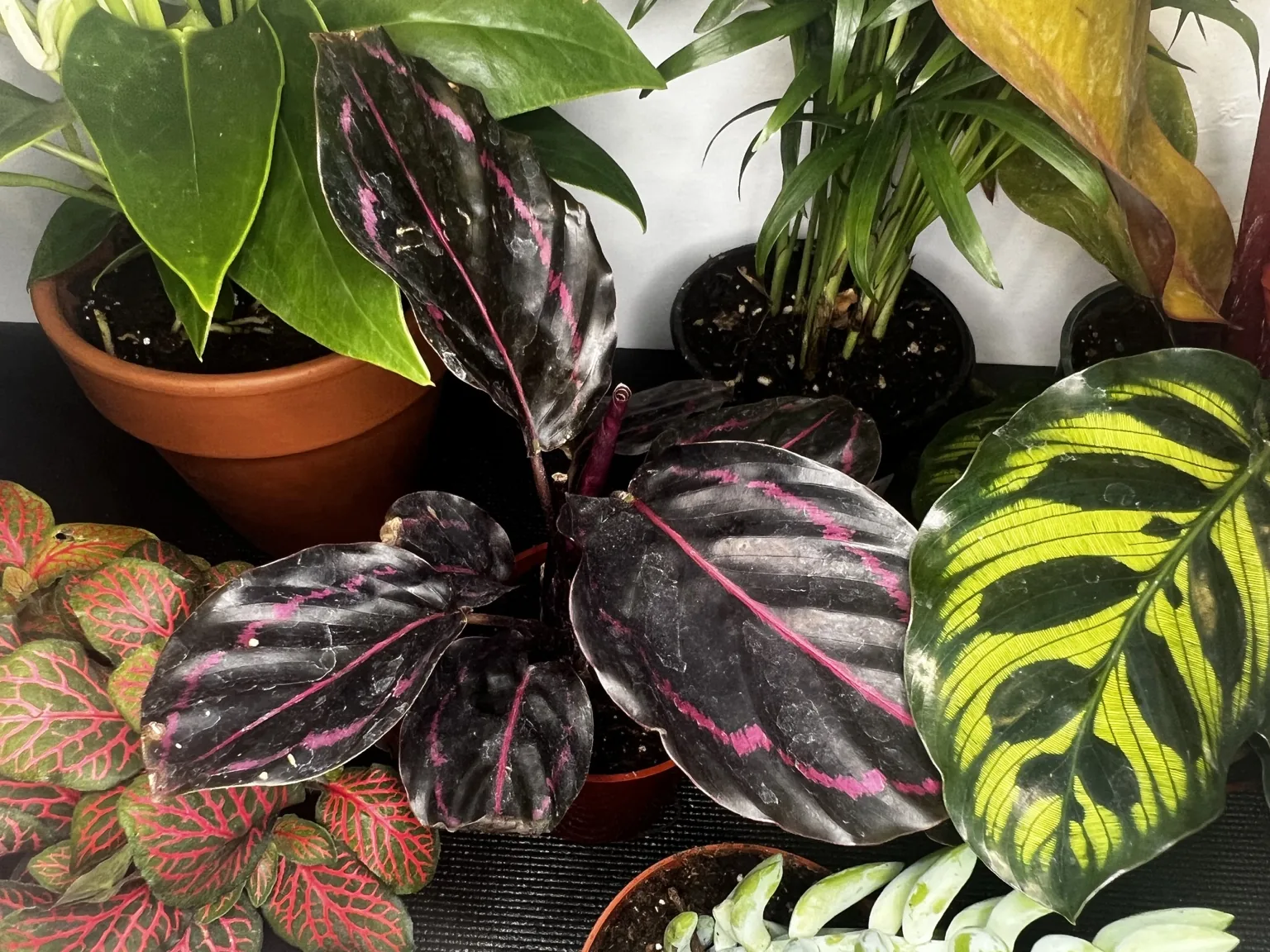 Colorful foliage collection