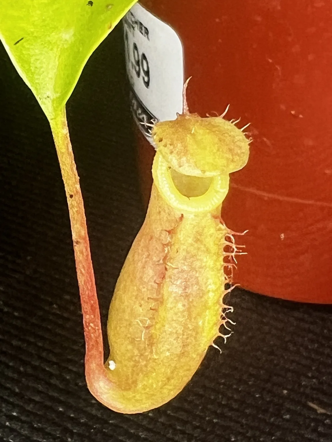 Pitcher plant close-up